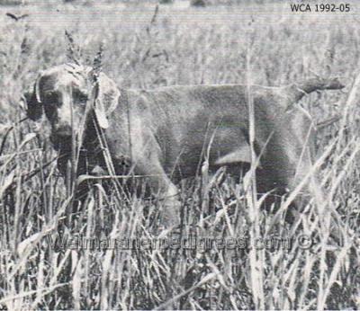 Image of Mile Hi Caspar V Gip