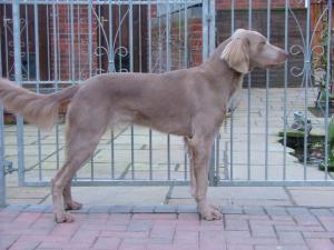 Image of Mowgli Proudly Presents Comfort at Longtails
