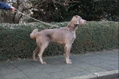Image of Mowgli Proudly Presents Chara
