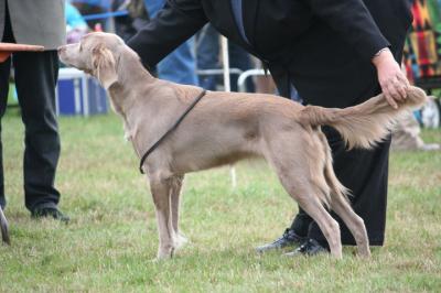 Image of Longtails Beretta by Whitecross (AI)