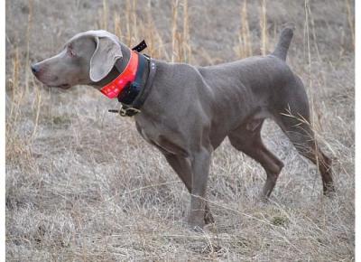 Image of Gould's Jus Git R Done v Zdon