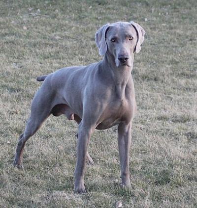 Image of Sonderskoven's Don Chang Le Rapide
