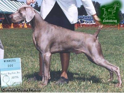Image of Camelot's Country Parson