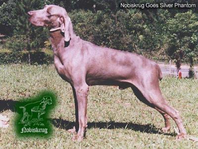 Image of Nobiskrug Goes Silver Phantom