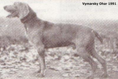 Image of Castor vom Zuckermantel