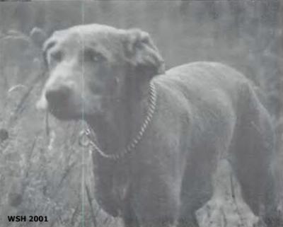 Image of Eager Misty of the Grey Noble