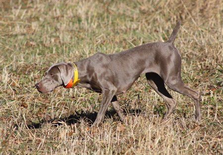 Image of Southpaw's Blue Ridge Beaut
