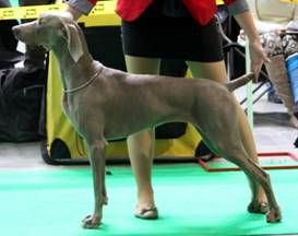 Image of Angie Royal Splendour of Diam Weim