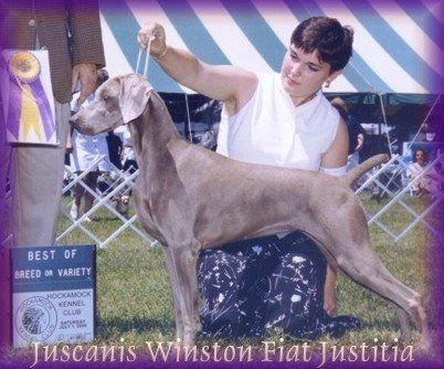 Image of Juscanis Winston Fiat Justitia