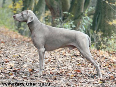 Image of Atrey Forever Hero of Diam Weim