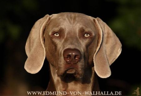 Image of Edmund von Walhalla