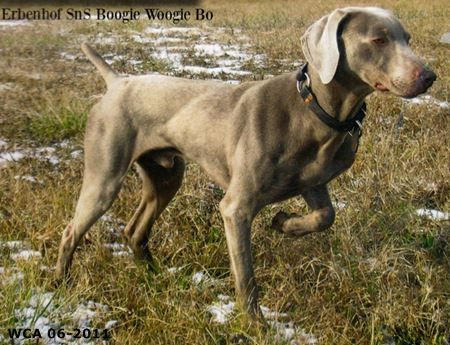 Image of Erbenhof SnS Boogie Woogie Bo