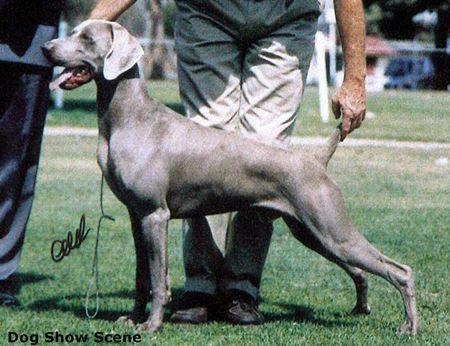 Image of Divani Just a Dash