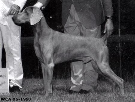 Image of Midnite Magic von Holly Haus