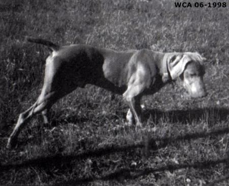 Image of Grey Wynn Bad To The Bone