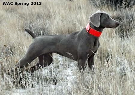 Image of Reiteralm Legacy Von Trax