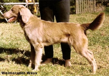 Image of Nani's Helga for Bromhund