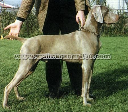 Image of Coastedge Silver Grey Flash