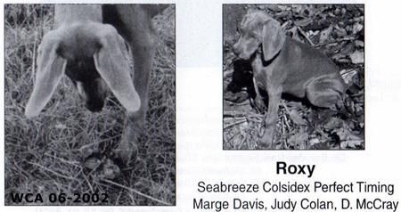 Image of Seabreeze Colsidex Perfect Timing