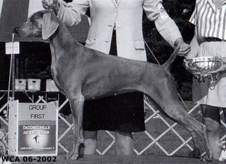 Image of Camelot's Star Attraction