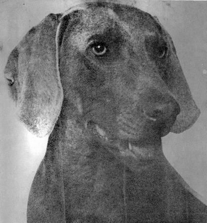 Image of Bora von Nordseekoog