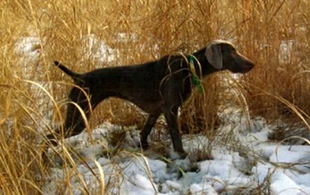 Image of Silvershot's Artful Dodger