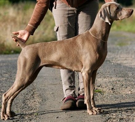 Image of Angie Royal Splendour of Diam Weim