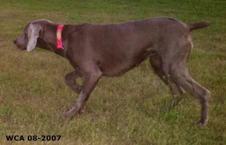 Image of Grayshadow's Paula's Queen