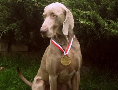 Image of Canis Fortuna Wazniak