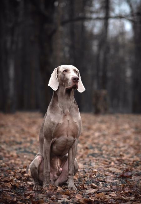 Image of Maximillian Alive Silver