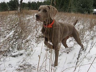 Image of Skeeter's Tannerbaum