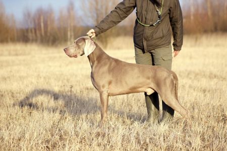 Image of Enjoy The Wind Just Weimaraner