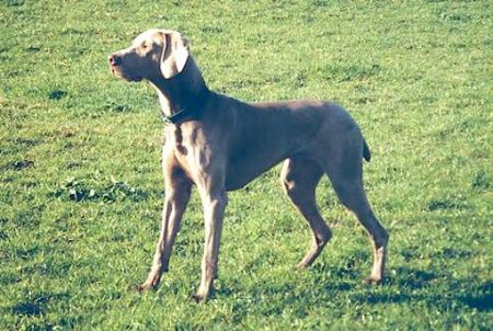Image of Artemis des Brumes des Bois