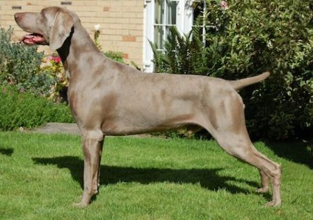 Image of Hundwith Duty to Sireva