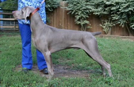 large weimaraner