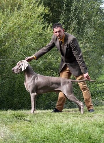 science diet sensitive stomach cat rice and egg