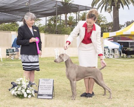 Image of Tripawd N Calvarys Lil Miss Magic @ SilverBay