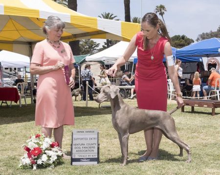 Image of Tripawd N Calvarys Lil Miss Magic @ SilverBay