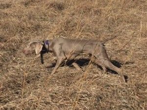 Image of Silvershot's She's A Silverpoint Show Stopper