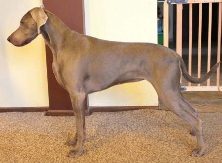 Image of Deep Red Just Weimaraner