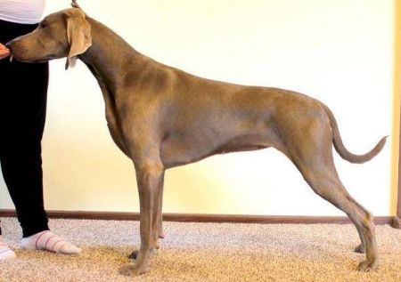 Image of Deep Red Just Weimaraner