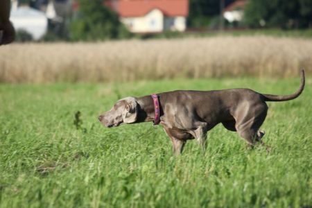 Image of Deep Red Just Weimaraner