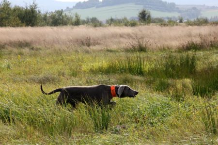 Image of Deep Red Just Weimaraner