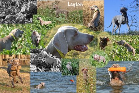 Image of Leyton des Brumes des Bois
