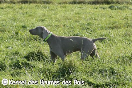 Image of Dasko des Brumes des Bois