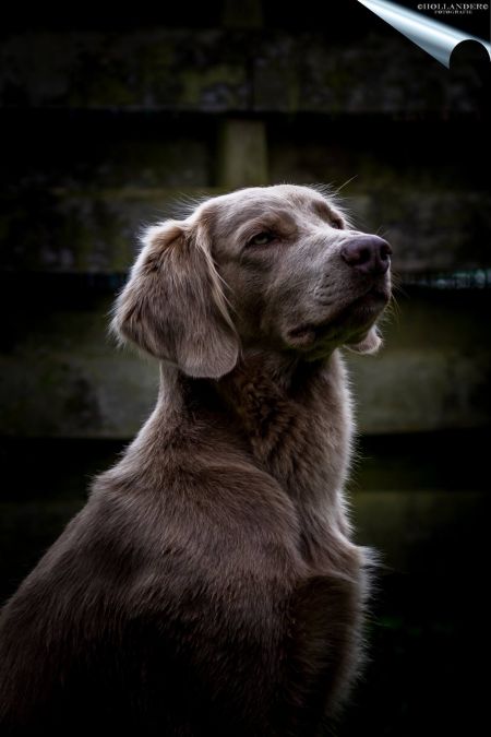 Image of Whitecross Monty