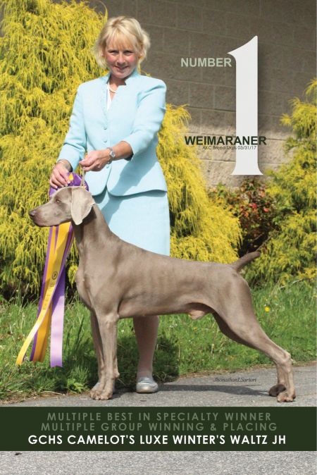 Image of Camelot's Luxe Winter's Waltz