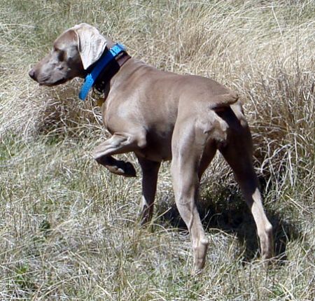 Image of Ziva Hanson