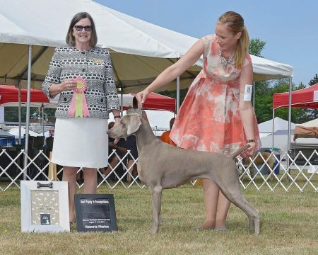 Image of Tripawd N Calvarys Lil Miss Magic @ SilverBay