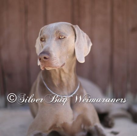 Image of Tripawd N Calvarys Lil Miss Magic @ SilverBay
